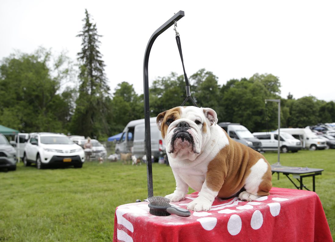 The bulldog sits on a table, and looks like he's patient.